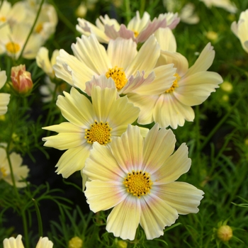 Cosmos bipinnatus - 'Lemonade'