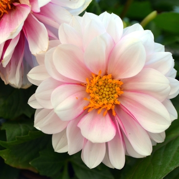 Dahlia - LaBella&reg; 'Medio Fun Pink Eye'
