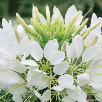 Cleome hassleriana (Spider Flower) - Sparkler&trade; 'White'