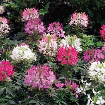 Cleome hassleriana (Spider Flower) - Sparkler&trade; 'Mix'