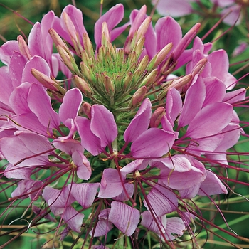 Cleome hassleriana (Spider Flower) - Sparkler&trade; 'Lavender'