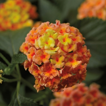 Lantana camara - Bandana&reg; 'Peach'
