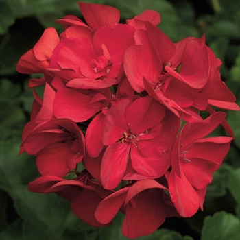 Pelargonium - Interspecific Geranium