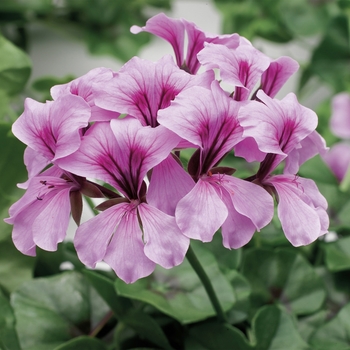 Pelargonium peltatum (Ivy Geranium) - Tornado&trade; 'Lilac'