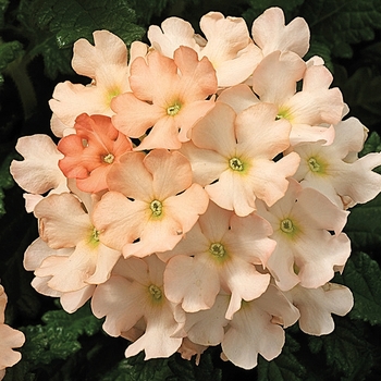 Verbena - Tuscany&trade; 'Peach'