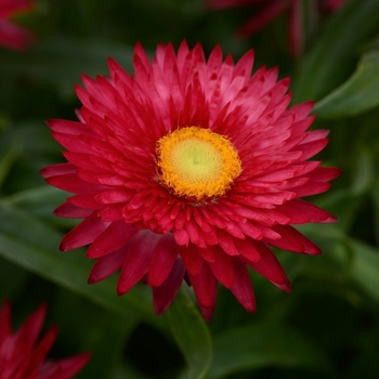 Bracteantha bracteata (Strawflower) - Mohave&trade; 'Purple Red'