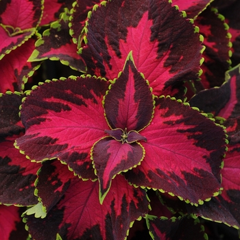 coleus scutellarioides - 'Chocolate Covered Cherry'