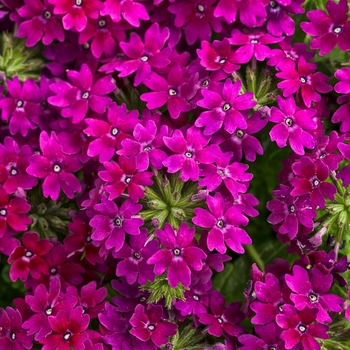 Verbena - Superbena Royale&reg; 'Plum Wine'