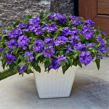Verbena - Superbena&reg; 'Violet Ice'