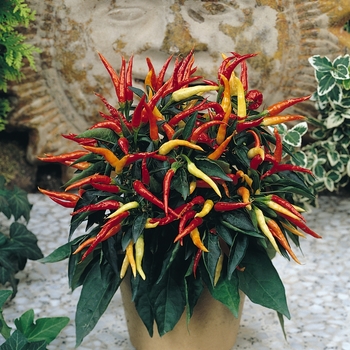 Capsicum annuum - 'Medusa' Ornamental Chili Pepper