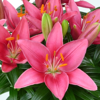 Lilium asiaticum (Asiatic Lily) - Lily Looks 'Tiny Pearl'