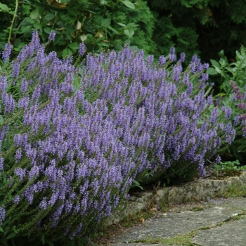 Salvia x sylvestris - 'Blue Hill' Meadow Sage