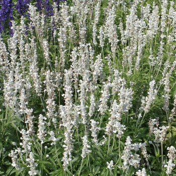 Salvia farinacea - 'Victoria White' Mealycup Sage