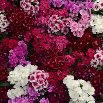 Dianthus chinensis x barbatus - Floral Lace&trade; Mix
