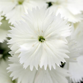 Dianthus chinensis x barbatus - Floral Lace&trade; White