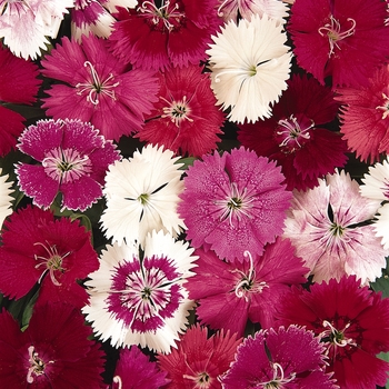 Dianthus - Ideal Select&trade; 'Mix'