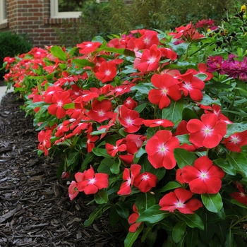 Catharanthus roseus (Annual Vinca; Periwinkle) - Pacifica XP 'Orange'
