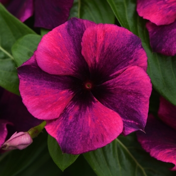 Catharanthus roseus (Vinca, Madagascar Periwinkle) - Tattoo&trade; Black Cherry
