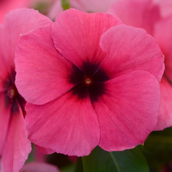 Catharanthus roseus (Vinca, Madagascar Periwinkle) - Tattoo&trade; Raspberry