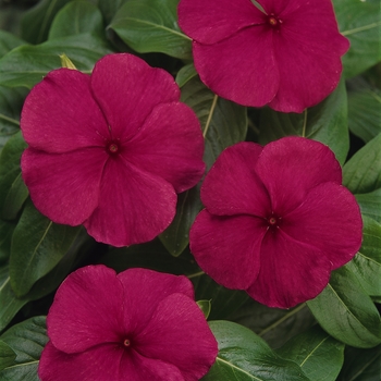 Catharanthus roseus (Vinca, Periwinkle) - Titan&trade; 'Burgundy'
