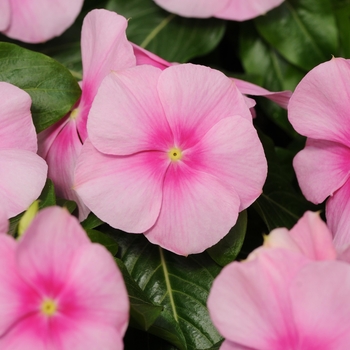 Catharanthus roseus (Vinca, Periwinkle) - Titan&trade; 'Icy Pink'