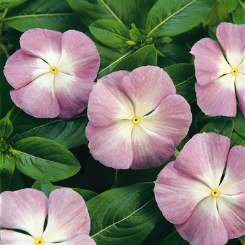 Catharanthus roseus (Annual Vinca; Periwinkle) - Titan&trade; 'Lavender Blue Halo'
