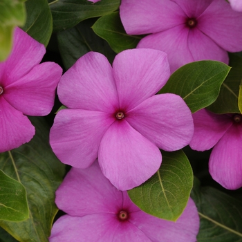 Catharanthus roseus (Vinca, Periwinkle) - Titan&trade; 'Lilac'