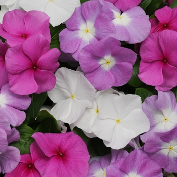 Catharanthus roseus (Vinca, Periwinkle) - Titan&trade; 'Summer Breeze Mix'