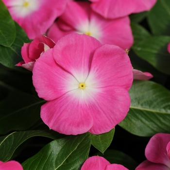 Catharanthus roseus - Vinca