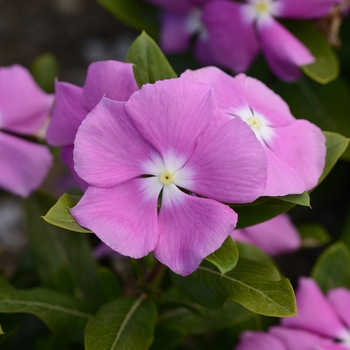 Catharanthus roseus - Vinca
