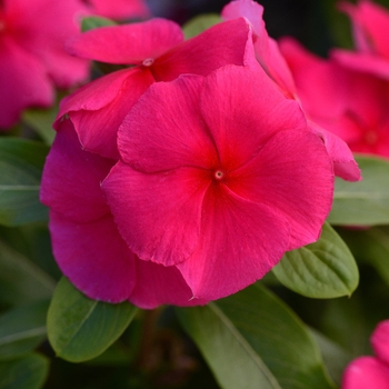 Catharanthus roseus (Vinca) - Valiant&trade; 'Punch'