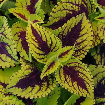 coleus scutellarioides - Kong Jr.&trade; 'Lime Vein'