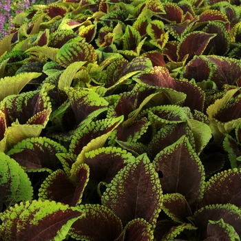 coleus scutellarioides - Kong Jr.&trade; 'Scarlet'