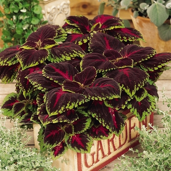 coleus scutellarioides - Kong&reg; 'Red'