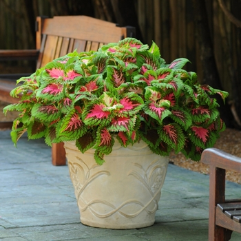 coleus scutellarioides - Kong&reg; 'Salmon Pink'