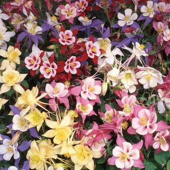 Aquilegia (Columbine) - 'Swan Mix'