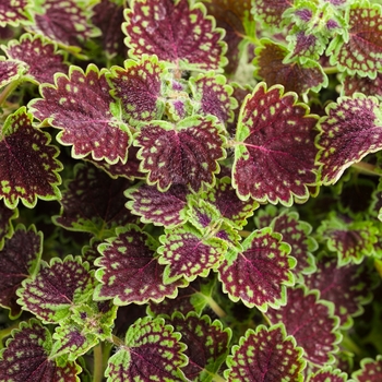 coleus scutellarioides - ColorBlaze&reg; 'Chocolate Drop'