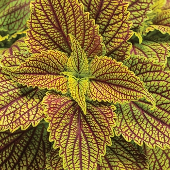 coleus scutellarioides - ColorBlaze&reg; 'Golden Dreams&trade;'