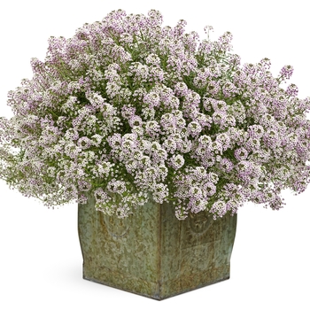 Lobularia - 'Blushing Princess&reg;' Sweet Alyssum