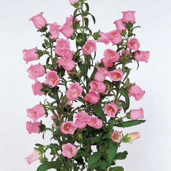 Campanula medium (Bellflower) - Champion 'Pink'