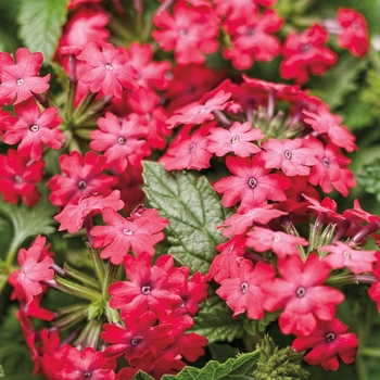 Verbena - Superbena Royale&reg; 'Iced Cherry'