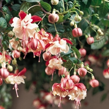 Fuchsia - 'Swingtime' Trailing Fuchsia