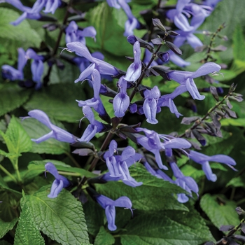 Salvia - Rockin'&reg; 'Blue Suede Shoes&trade;'