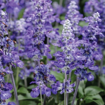 Salvia farinacea (Mealycup Sage) - Unplugged&trade; 'So Blue&trade;'