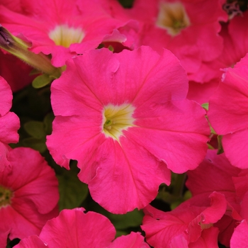 Petunia - Dreams&trade; 'Rose'