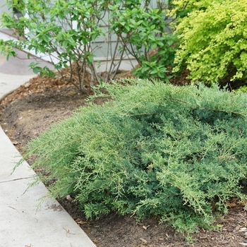 Juniperus chinensis - 'Montana Moss&reg;' Juniper
