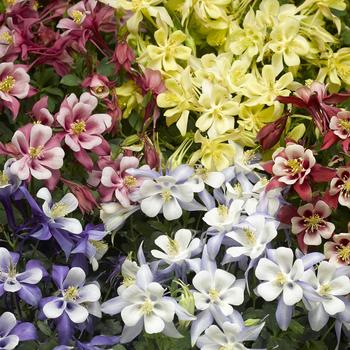 Aquilegia caerulea (Columbine) - Kirigami&trade; 'Mix'