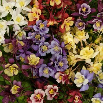 Aquilegia caerulea (Columbine) - Earlybird&trade; Mix