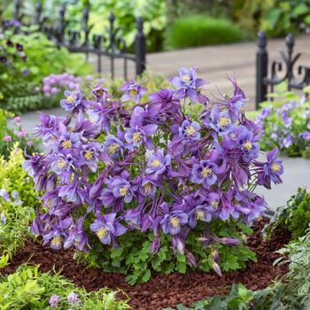 Aquilegia caerulea (Columbine) - Earlybird&trade; Purple Blue