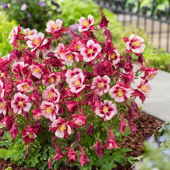 Aquilegia caerulea (Columbine) - Earlybird&trade; 'Red White'